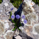 Pernithia Galnith: Exploring a Hidden Ecological Wonder